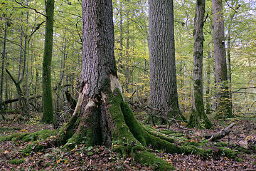 Image showing Deciduous stand with hornbeams and oaks