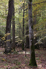 Image showing Deciduous stand with ash and oaks