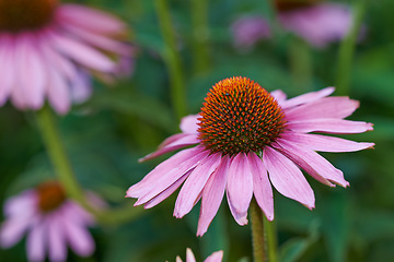 Image showing Closeup, pink coneflowers and gardening in nature on bokeh, mockup space and green environment. Background of natural plants, floral and daisy ecology of flowers in spring, outdoor and sustainability