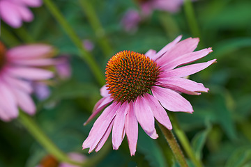 Image showing Closeup, pink coneflowers and plants in nature, environment and blossom in green botanical ecosystem. Background, floral gardening and daisy ecology for natural sustainability in spring field outdoor