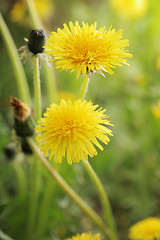 Image showing Yellow dandelions