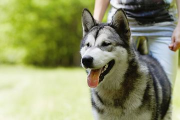 Image showing Husky dog, person and playing in park for walking, training or bonding together in summer sunshine. Pet, puppy and owner in nature, backyard or garden with love, friends or care by blurred background