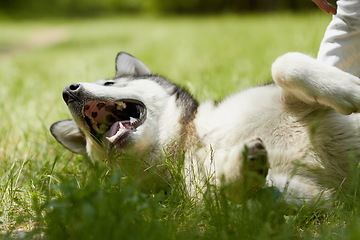 Image showing Husky dog, grass and playing in park for walking, training and outdoor adventure in summer sunshine. Pet, puppy and freedom in nature, backyard or garden with rolling, relax and healthy on ground