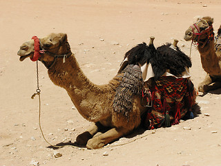 Image showing Camel in desert