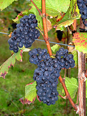 Image showing french grapes Pinot noir in Alsace