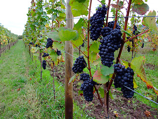 Image showing grapes Pinot noir in Alsace