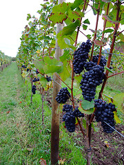 Image showing french grapes Pinot noir in Alsace region