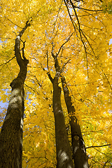 Image showing beautiful tree crown