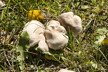 Image showing wild dangerous mushrooms