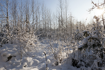 Image showing winter day after a snowfall