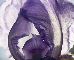 Image showing the petals of the blue iris