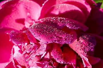 Image showing the red petals of peony