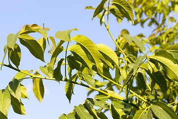 Image showing plant growth