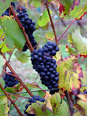 Image showing details of french grapes Pinot noir in Alsace