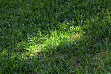 Image showing sunlight on the grass