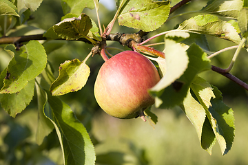 Image showing apples on the branches