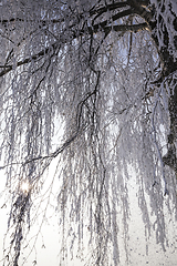 Image showing birch branches