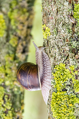 Image showing Roman snail closeup