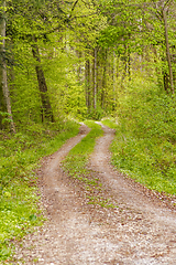 Image showing sunny forest scenery