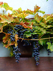 Image showing french grapes on wall in Alsace