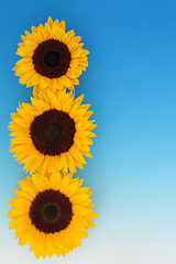 Image showing Sunflower Flowers Symbol of Summer