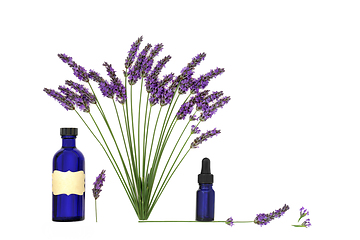 Image showing Lavender Flower Herb Natural Herbal Medicine