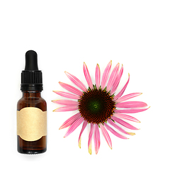 Image showing Echinacea Tincture for Cough Cold and Bronchitis Remedy