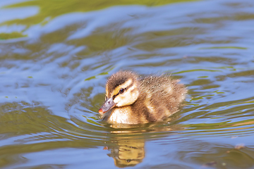 Image showing cute mallard duckling on water