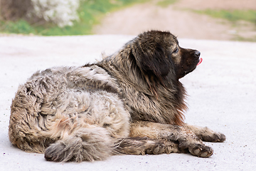 Image showing huge dangerous guard dog