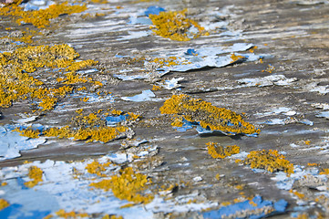 Image showing Peeling paint