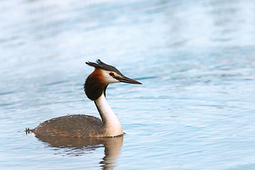 Image showing male Podiceps cristatus on pond