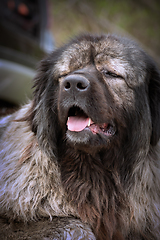 Image showing portrait of guardian dog