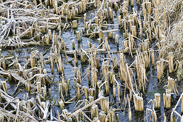 Image showing water froze