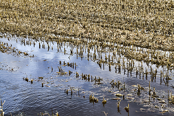 Image showing corn, flooded field