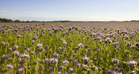 Image showing flowers, meadow