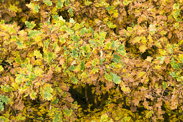 Image showing abstract background of autumn foliage