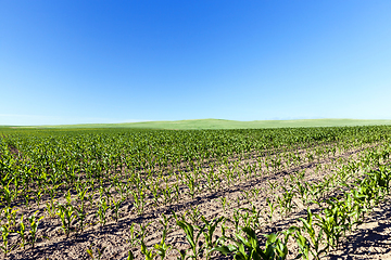 Image showing An agricultural field with a crop