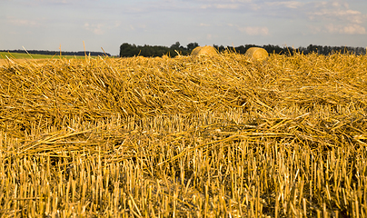 Image showing stacks of wheat straw