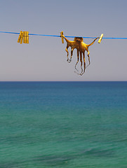 Image showing dried cuttlefish