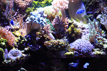 Image showing sea aquarium background