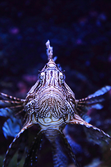 Image showing lionfish in the sea water