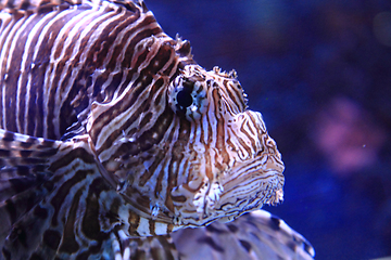 Image showing lionfish in the sea water