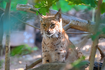 Image showing Lynx Portrait during the autumn