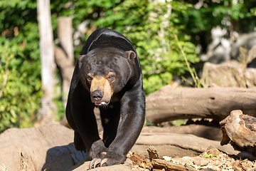 Image showing Sun bear also known as a Malaysian bear