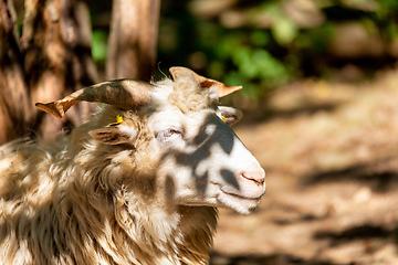 Image showing ram or rammer, male of sheep