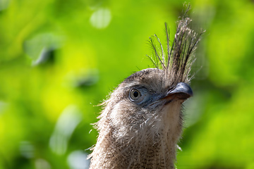 Image showing Red-legged seriema, Cariama cristata