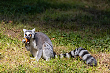 Image showing Ring-tailed lemur, Lemur catta. Striped