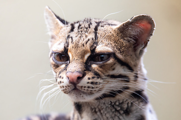 Image showing Margay, Leopardus wiedii, a rare South American cat