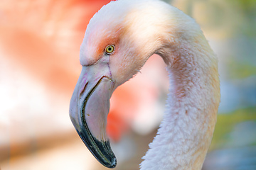 Image showing Beautiful American Flamingos