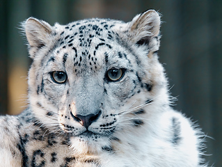 Image showing snow leopard, Irbis Uncia uncia